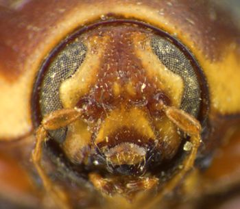 Media type: image;   Entomology 8401 Aspect: head frontal view